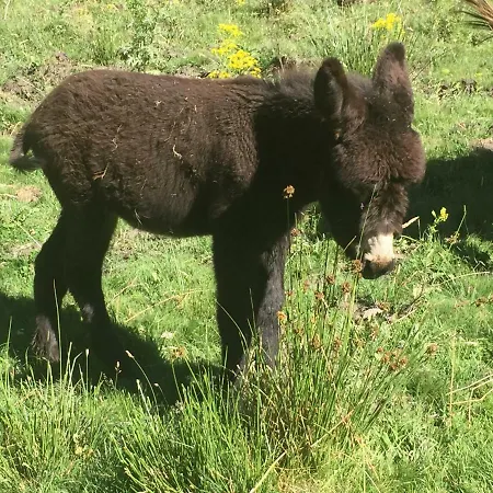 La Casa Del Abuelo * 霍约斯德尔埃斯皮诺